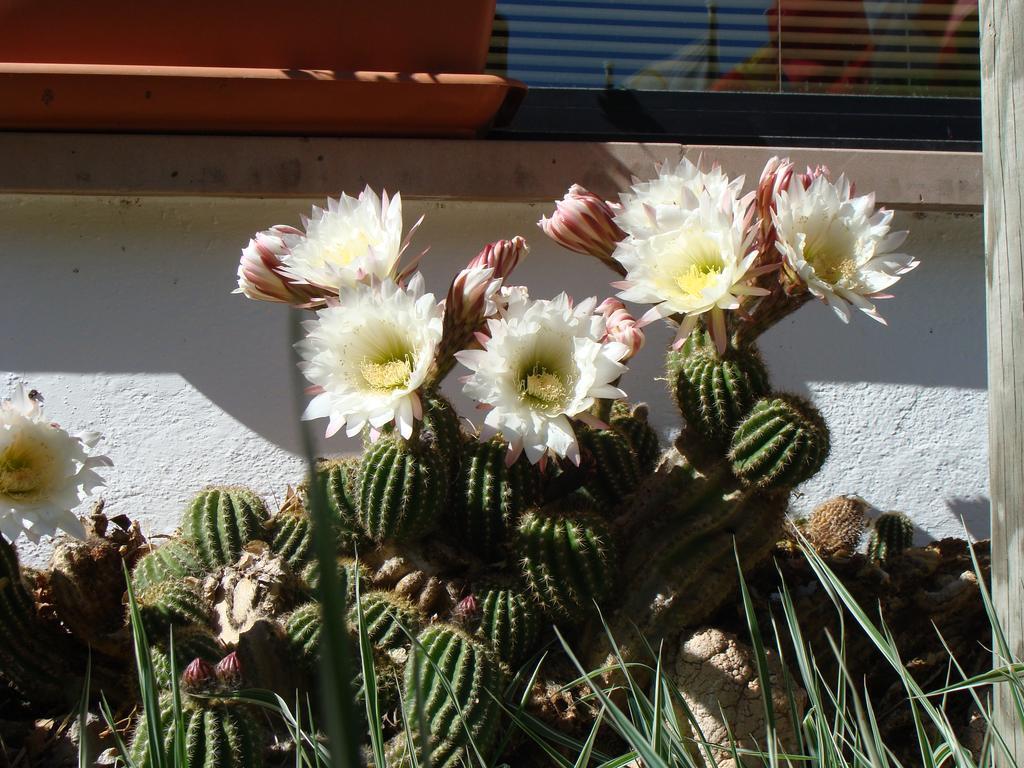 Hostal Les Fonts Castellar De N'Hug Exterior photo